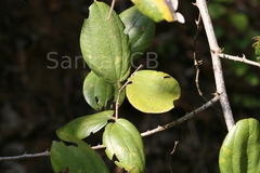 Ziziphus rugosa